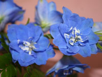 Blue Wedding Flowers 